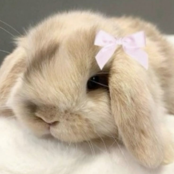 ssunniebunniess